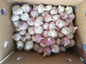 Alho Ail Ajo ajo fresco al por mayor precio de China proveedores verificados - Product Image 2