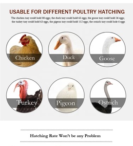 Máy Ấp Trứng Gà Chạy Bằng Năng Lượng Mặt Trời Với Tấm Năng Lượng Mặt Trời Máy Ấp Trứng Ở Ethiopia - Product Image 4