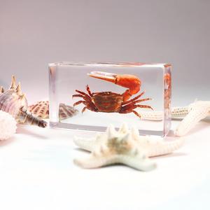 Spécimens d'insectes réels en résine, taxidermie d'insectes préservés pour l'enseignement de la biologie et l'apprentissage des sciences de la nature - Product Image 2