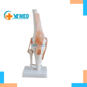 Modelo Anatómico <span class=keywords><strong>de</strong></span> <span class=keywords><strong>Rodilla</strong></span> a Tamaño Real para <span class=keywords><strong>la</strong></span> Enseñanza <span class=keywords><strong>de</strong></span> Anatomía Médica, Modelo Anatómico para <span class=keywords><strong>la</strong></span> Enseñanza - Product Image 3