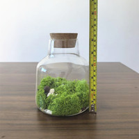 Vase minimaliste OEM, terrarium, vase hydroponique pour plantes, vase à mousse avec couvercle en liège pour la décoration de la maison, planteur forestier