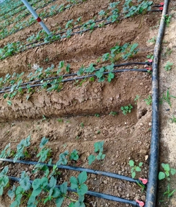 Sistema di Irrigazione a Goccia con Tubo Micro Pioggia a Prezzo di Fabbrica, Nastro Piatto in PE per Irrigazione Agricola - Product Image 3