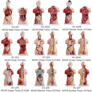 แบบจำลองกายวิภาคมนุษย์ XC-208 ทำจากพีวีซี ขนาด 85 ซม. แบบสองเพศ 40 ชิ้นส่วน สำหรับโรงเรียน - Product Image 2