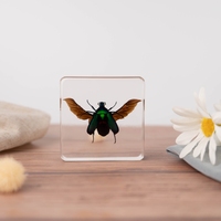 Bloc de résine d'ambre avec spécimen d'insectes réels pour ressources pédagogiques en biologie