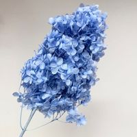 Hortensia Conique Bleu Fleurs Préservées 100% Naturelles Durables 3-5 Ans Décoration Vase Maison Centre de Table Mariage Thanksgiving