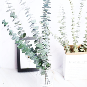 Fleurs d'été en gros : Eucalyptus naturel préservé pour la décoration intérieure - Product Image 5