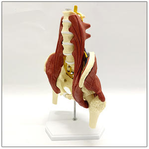 人間の臓器モデル大人の等身大PVC素材女性の骨盤腰椎骨モデル科学筋肉を持つ女性の骨盤モデル - Product Image 2