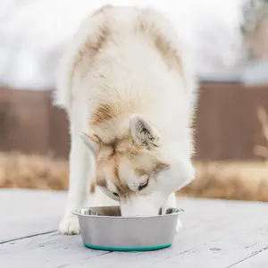 Fabricante Fornecedor personalizar logotipo tigela dobrável portátil para cães comida wat viagem tigela de água potável para cães silicone