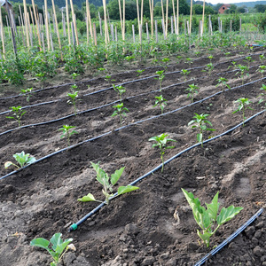 Plentirain Marca Agricolo Verdura Nastro <span class=keywords><strong>A</strong></span> <span class=keywords><strong>Goccia</strong></span> <span class=keywords><strong>Irrigazione</strong></span> del Giardino Sistema di <span class=keywords><strong>Irrigazione</strong></span> <span class=keywords><strong>a</strong></span> <span class=keywords><strong>goccia</strong></span> - Product Image 1