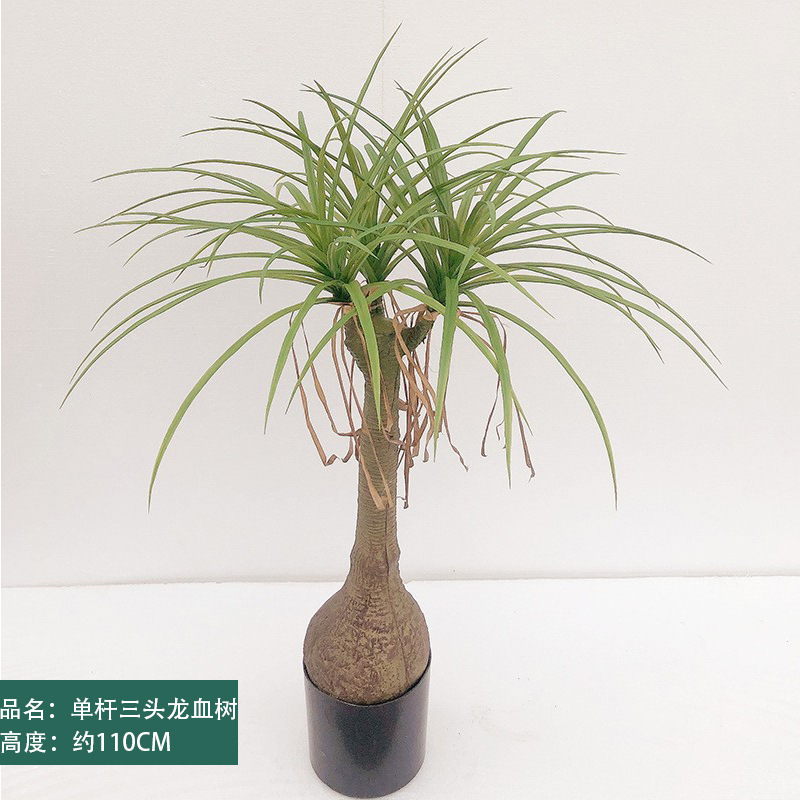 Dracaena cinnabari à une tige et trois têtes, hauteur 110 cm.