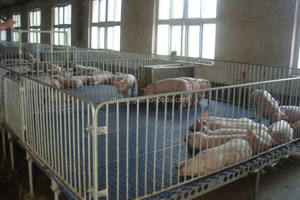 養豚場向け肥育豚用鋼製豚柵グループ設計 - Product Image 4