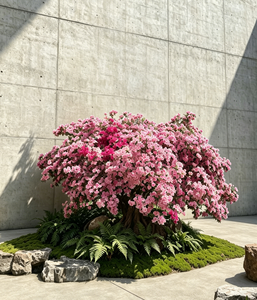 Árbol Decorativo de <span class=keywords><strong>Rododendro</strong></span> Artificial, Árbol de Flores Vívidas para Decoración de Interiores, Vestíbulos y Oficinas - Product Image 5