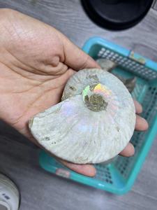 Fossile di Ammonite Naturale Iridiscente all'Ingrosso, Esemplare di Conchiglia Antica Arcobaleno per Decorazioni Domestiche e Meditazione Reiki - Fornitura all'Ingrosso - Product Image 4
