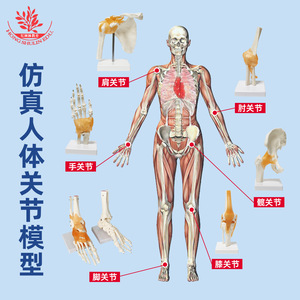 Modèle articulaire humain des articulations de l'épaule, de la hanche, de la main, du genou, du coude et du pied, pour l'enseignement médical de la répositionnement osseux, avec ligaments. - Product Image 1