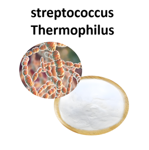 Mejor precio bacterias Lactobacillus Heiveticu hombres probióticos Streptococcus Thermophilus polvo - Product Image 4