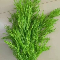 Pigne de cyprès éternelle séchée à l'air, branche de pignon de pin pour la fête des Mères, matériau DIY, longue durée de vie 3-5 ans