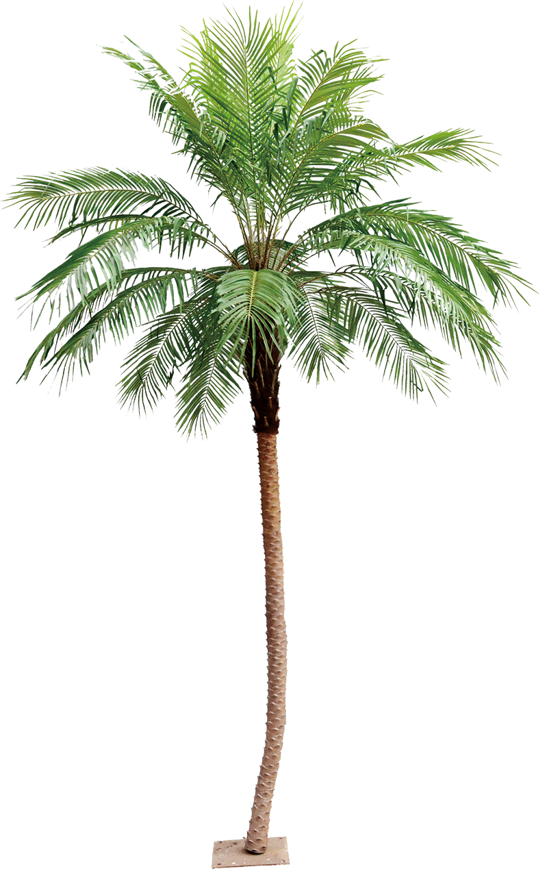 Phoenix Palm 350cm