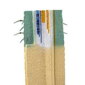 Modèle de section longitudinale de la racine de *Phyllostachys edulis* ; modèle d'analyse anatomique du système racinaire végétal ; enseignement et - Product Image 2