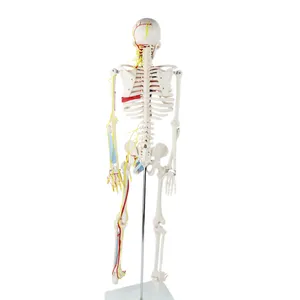 85Cm Lang Pvc Menselijk Skelet Model Medische Anatomie Skelet Plastic Skelet Model Menselijk Sketeon Model