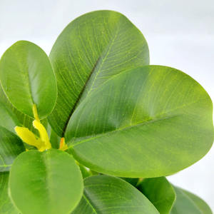 Simular plantas verdes artificiais suculentas, atacado de plantas verdes, suculentas reais, planta amadeirada, paredes de casamento, decoração verde para casa - Product Image 3