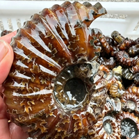 Vente en gros de spécimens d'ammonites fossiles naturels en vrac, coquilles d'ammonites brutes, collection de minéraux, décoration d'intérieur, cadeau