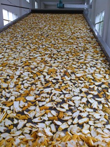 Séchoir à bande maillée automatique pour piments rouges séchés, capacité de 1 à 50 tonnes, pour piments rouges et poivrons <span class=keywords><strong>alligator</strong></span> - Product Image 4
