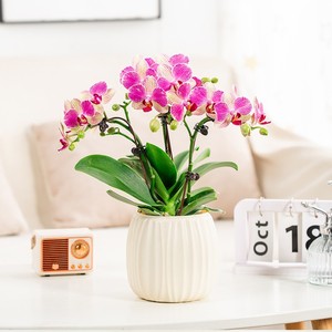<span class=keywords><strong>Maceta</strong></span> Ecológica con Autorriego y Absorción Automática de Agua, <span class=keywords><strong>Maceta</strong></span> Creativa Hidropónica para Plantas Verdes, <span class=keywords><strong>Maceta</strong></span> de Plástico - Product Image 2
