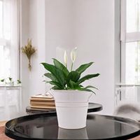 Pot de fleurs vintage en métal blanc vieilli, pot à plantes en fer galvanisé doré avec deux poignées latérales