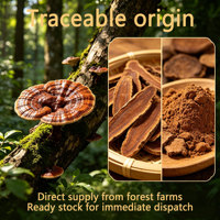 GOODEX Poudre de corps fruitaire de Ganoderma Lucidum de qualité alimentaire, séchée à l'air chaud, approvisionnement direct usine et expédition directe de la ferme forestière