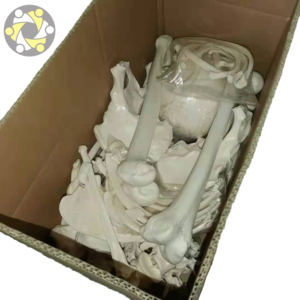 Modèle de squelette humain grandeur nature avec os dispersés, en PVC écologique, certifié ISO, outil d'anatomie médicale réaliste - Product Image 2