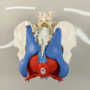 Ressources pédagogiques sur le plancher pelvien féminin SCIEDU, anatomie du <span class=keywords><strong>squelette</strong></span> <span class=keywords><strong>humain</strong></span>, ceinture lombaire en 2 sections, modèle <span class=keywords><strong>musculaire</strong></span> du plancher pelvien féminin - Product Image 2