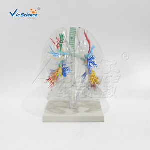 Modèle transparent de segment pulmonaire ; outil pédagogique pour l'anatomie pulmonaire humaine ; équipement d'entraînement respiratoire ; pour les écoles de médecine. - Product Image 3