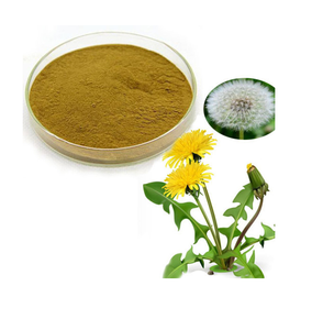 Extrait de pissenlit sauvage en poudre Taraxacum Officinale, ingrédient végétal botanique naturel, extrait de racine, complément alimentaire de qualité alimentaire - Product Image 2