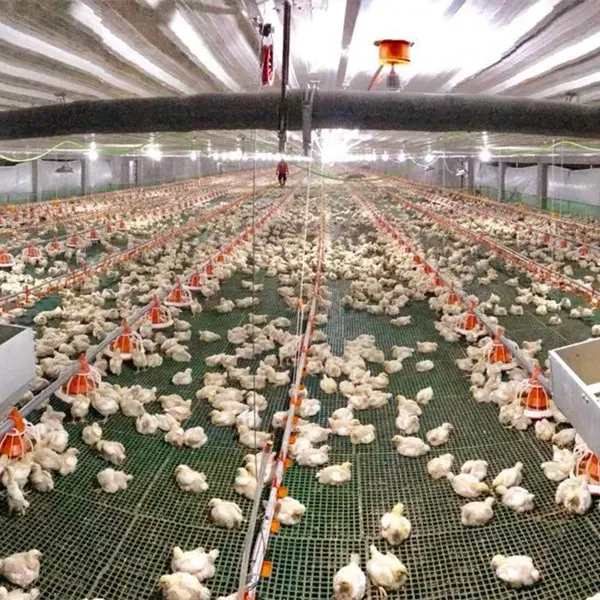 चीन फैक्टरी आपूर्ति आधुनिक स्वत: पोल्ट्री घर उपकरण खेत चिकन के लिए बिक्री