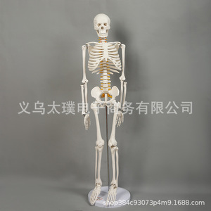 Human skeleton model, biological teaching skull vertebral specimen, movable joint skeleton, PVC medical skull frame. - Product Image 4