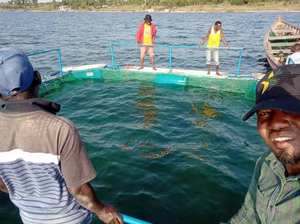 HDPE/jaula de red de peces flotante de nailon 100% PE trampa de acuicultura cuadrada para el lago <span class=keywords><strong>Victoria</strong></span> Tilapia agricultura en África lago <span class=keywords><strong>Victoria</strong></span> - Product Image 5