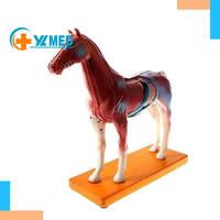 Maniquí Veterinario para Diagnóstico de Caballos, Recursos de Enseñanza y Entrenamiento en Acupuntura Animal, para Escuelas de Veterinaria, con Certificación CE/ISO