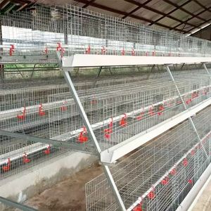 Yeni u-en iyi çelik a-tipi pil kafesleri için kanatlı tavuk tabakası ev tarım kullanımı otomatik uzun ömürlü - Product Image 6