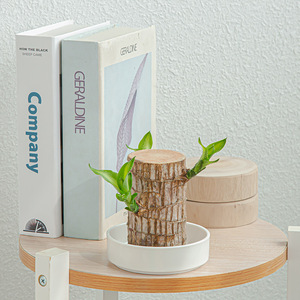 DD3172 décorations de bureau plateau de plantes <span class=keywords><strong>en</strong></span> <span class=keywords><strong>bois</strong></span> jardinière <span class=keywords><strong>en</strong></span> pot pot de fleurs <span class=keywords><strong>en</strong></span> céramique blanc brésilien <span class=keywords><strong>palette</strong></span> <span class=keywords><strong>en</strong></span> <span class=keywords><strong>bois</strong></span> soucoupe <span class=keywords><strong>en</strong></span> céramique - Product Image 6