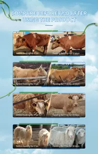Probiotics-productos para la salud animal, aditivos para alimentación, protegen la función de riñón, para ganado, vaca, oveja, cabra y caballo