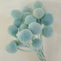 Natürliche konservierte Blumen Großhandel natürliche Pflanze Hochzeit Innendekoration Golden Ball Craspedia Globosa für Wohnkultur
