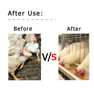 Aliment Concentré pour Poulets de Chair Alimentation pour Volaille Suppléments de Fertilité Vitamines pour Poulets - Product Image 2