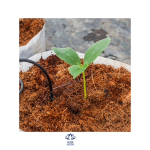 ราคาร้อนผงกะลามะพร้าวเวียดนามจากฟาร์มบัวสีฟ้าเวียดนาม 2024 - Product Image 1