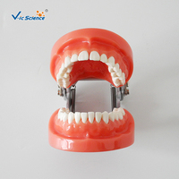 Modelo Dental de 28 Dientes Removibles con Encía Dura, Articulador FE para Entrenamiento de Dentistas, Cirugía Oral, CE ISO ROHS CNAS