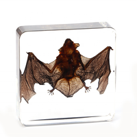 Vraie chauve-souris en résine, objets d'artisanat en résine, insectes préservés dans la résine pour les salles de classe de sciences, kits pédagogiques d'éducation scientifique