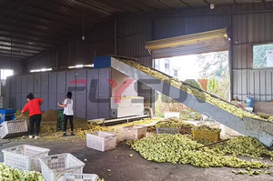 Secadora de malla continua de bajo consumo para el procesamiento de vegetales de hoja, con control preciso de temperatura, máquina de secado de vegetales - Product Image 4
