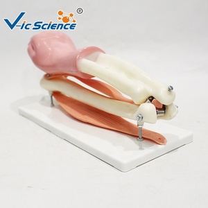 Modèle anatomique <span class=keywords><strong>du</strong></span> coude pour l'orthopédie, la <span class=keywords><strong>médecine</strong></span> sportive et l'enseignement de la myologie humaine CE/ISO/ROHS/CNAS - Product Image 5