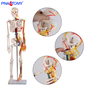 Пластиковая модель скелета человека 85 см с нервами, кровеносные сосуды, сердце, мозг, гибкие руки и ноги для анатомии скелетной системы - Product Image 2
