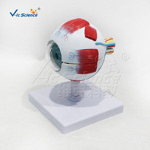 Modèle anatomique grossi 3 fois du globe oculaire, 6 parties, structure du globe oculaire détachable, formation en ophtalmologie pour les écoles de médecine. - Product Image 4