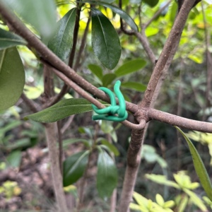 Secure Vine ajustable planta de jardín plástico Twist Ties flor Spike Clips para herramienta de horticultura cuerda suave verde flexible
